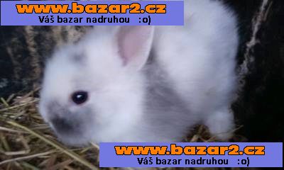 zakrslý králíček-2, inzerce-cz.cz zakrslý králíček
