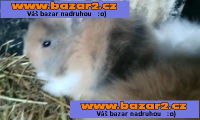 zakrslý králíček-3, inzerce-cz.cz zakrslý králíček