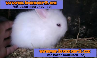 zakrslý králíček-4, inzerce-cz.cz zakrslý králíček