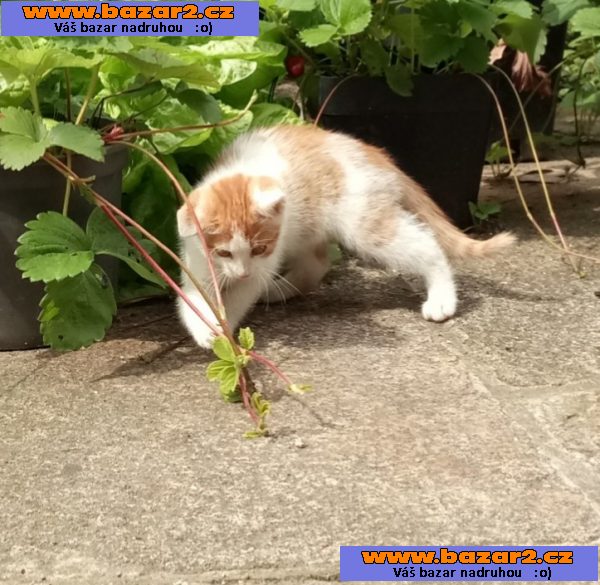 Kocourka zajímavého  zbarvení