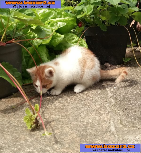 Kocourka zajímavého  zbarvení