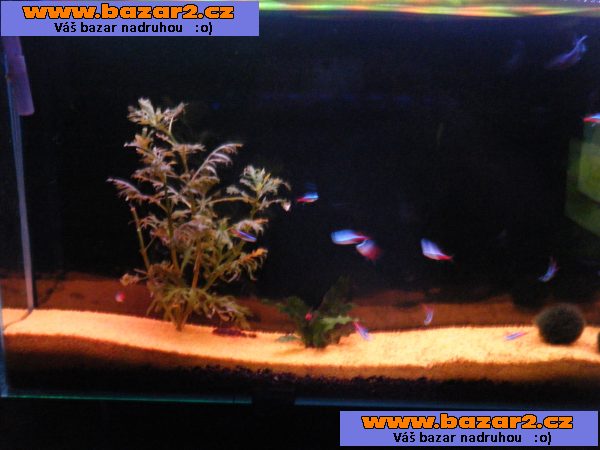 prodám nastěnné akvarium