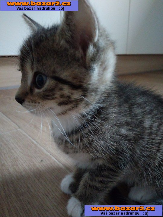 Koťátka evropská krátkosrstá/mainská mývalí