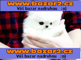 pomeranian stěňátka