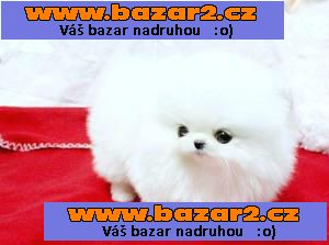 pomeranian stěňátka