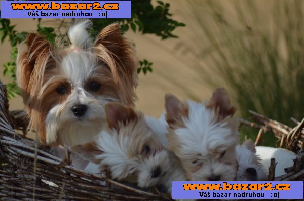 Golddust  Yorkširský  Terrier s PP