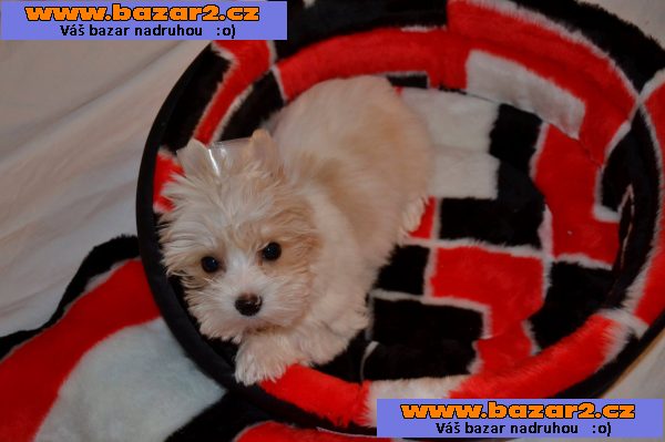 Golddust  Yorkširský  Terrier s PP
