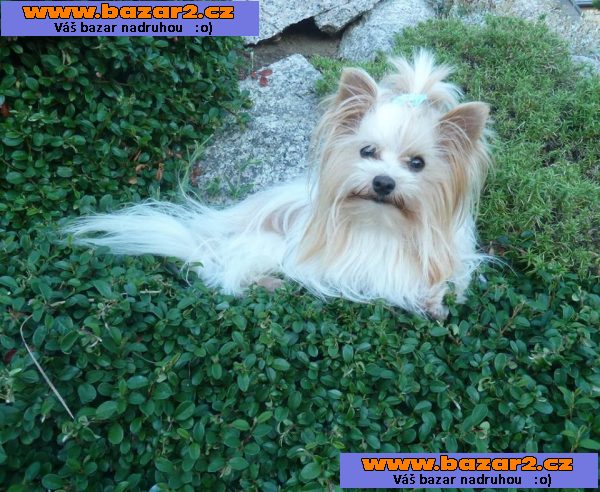 Golddust  Yorkširský  Terrier s PP