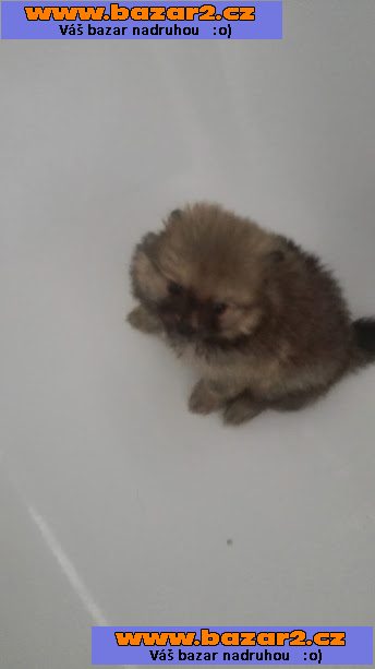 pomeranian/německý špic trpasličí