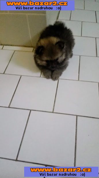 pomeranian/německý špic trpasličí