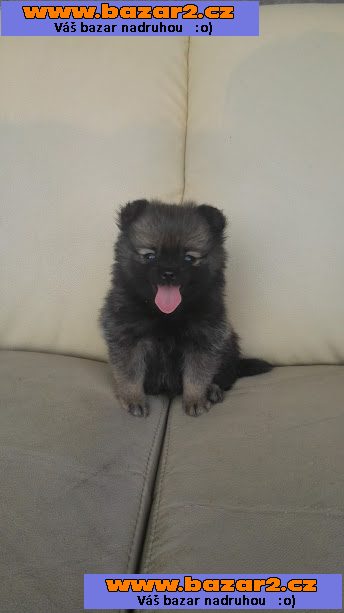 pomeranian/německý špic trpasličí
