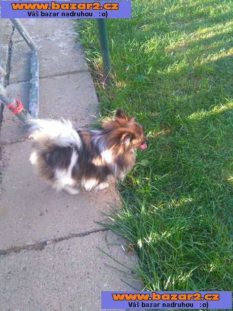 pomeranian/německý špic trpasličí