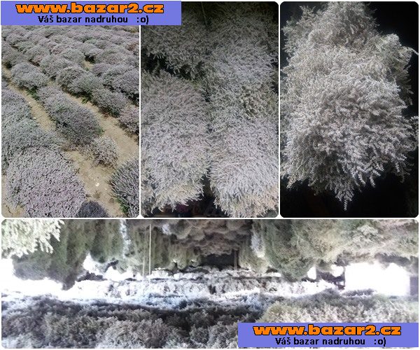 Prodám statici tatariku (Limonium tataricum)