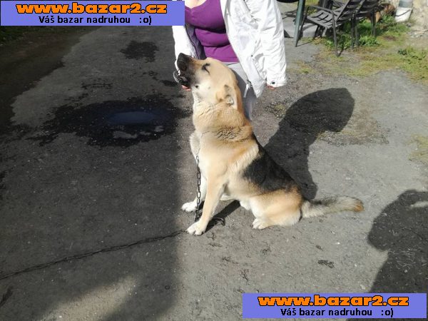 Daruji 3leteho psa ČSV+NO