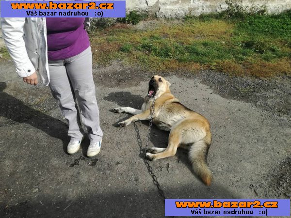 Daruji 3leteho psa ČSV+NO