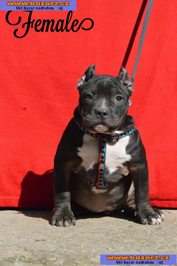 American bully PP ABKC rodokmen
