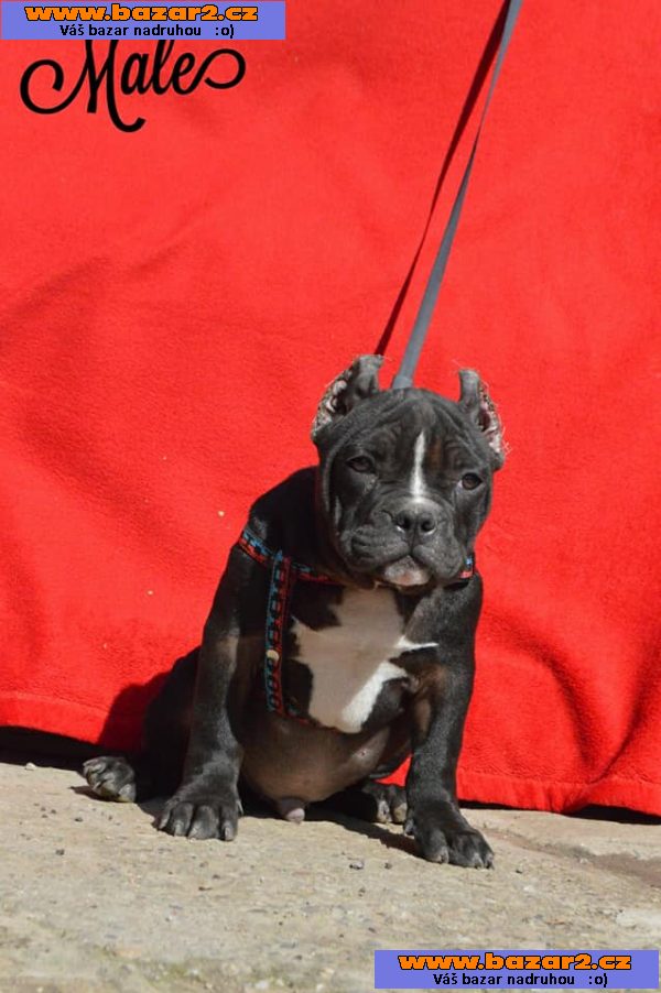 American bully PP ABKC rodokmen