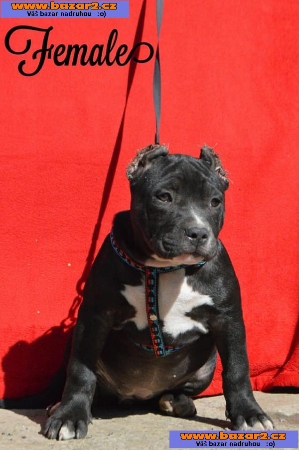 American bully PP ABKC rodokmen