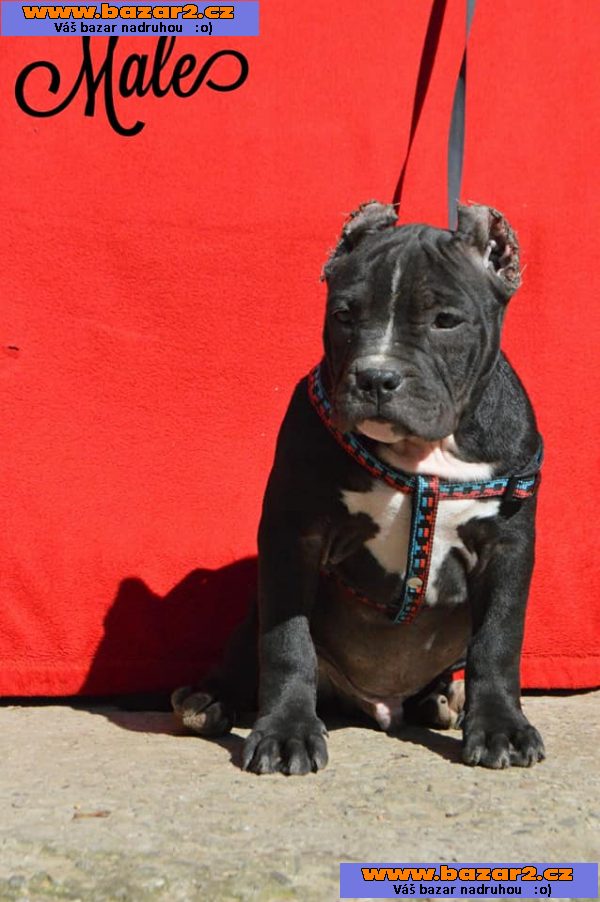 American bully PP ABKC rodokmen