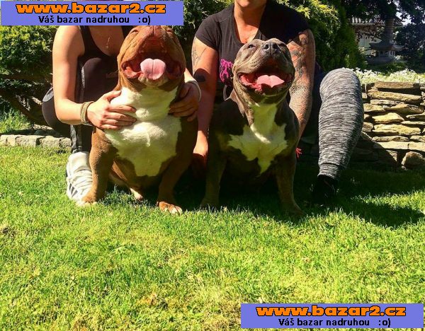 American bully PP ABKC rodokmen