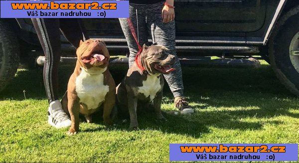 American bully PP ABKC rodokmen