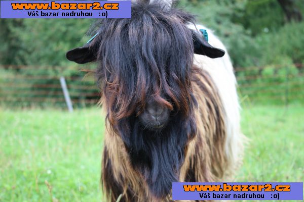 Walliserská černokrká koza-5, inzerce-cz.cz Walliserská černokrká koza