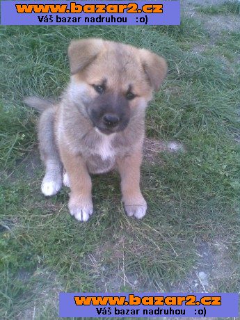 Akita-Inu bez pp