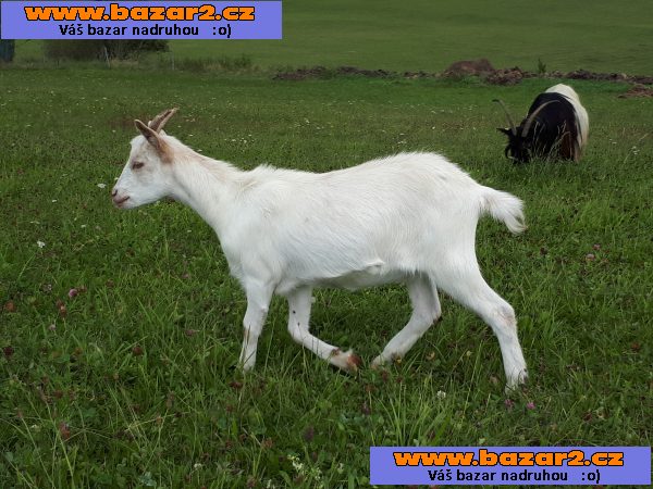Kříženky kozy Walliserské 