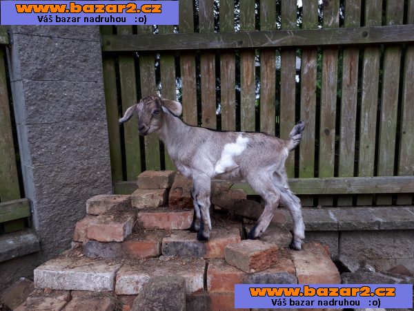 Kříženky kozy Walliserské 