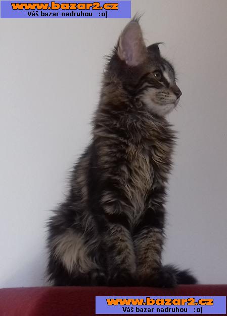 Maine Coon luxusní kočička s PPexkluzivní mazlíček