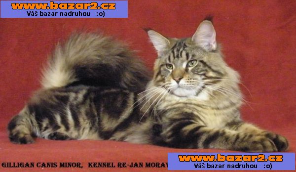 Maine Coon luxusní kočička s PPexkluzivní mazlíček
