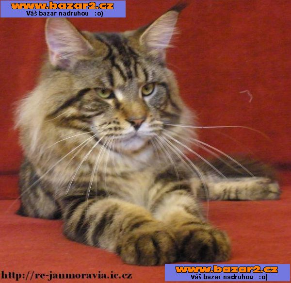 Maine Coon luxusní kočička s PPexkluzivní mazlíček