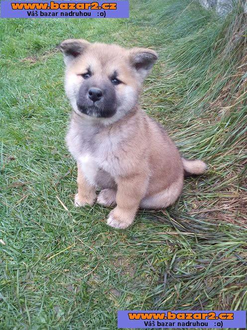 Akita-Inu bez pp