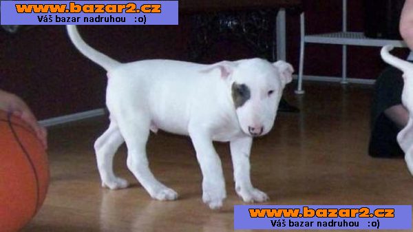 Nabídka Mini Bulteriéra Stenata