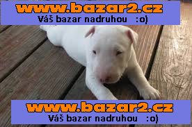 Nabídka Mini Bulteriéra Stenata