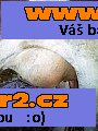 Červenostrakatá kráva