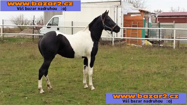 PRODÁM VALACHA AMERICANA PAINT HORSE