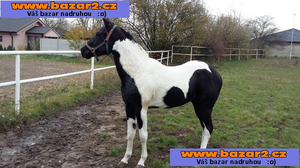 PRODÁM VALACHA AMERICANA PAINT HORSE