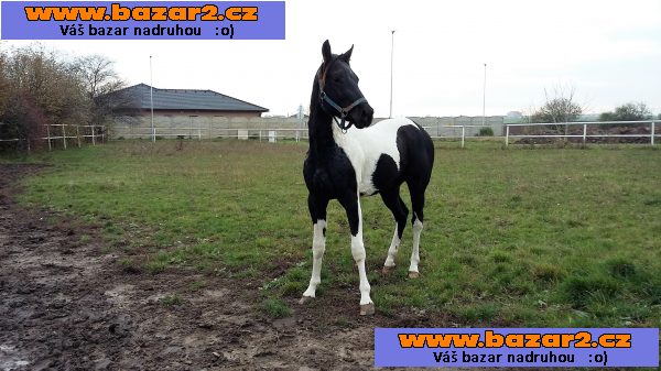PRODÁM VALACHA AMERICANA PAINT HORSE