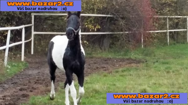 PRODÁM VALACHA AMERICANA PAINT HORSE