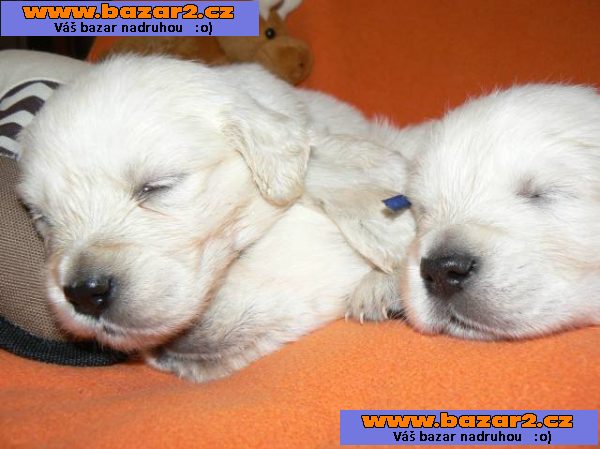 Zlatý retrívr - golden retriever s PP štěňata
