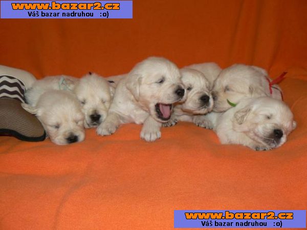 Zlatý retrívr - golden retriever s PP štěňata