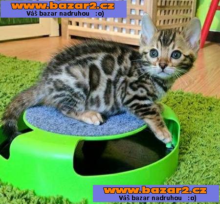 Roztomilé ohromující rozeté Bengal koťata k dispozici
