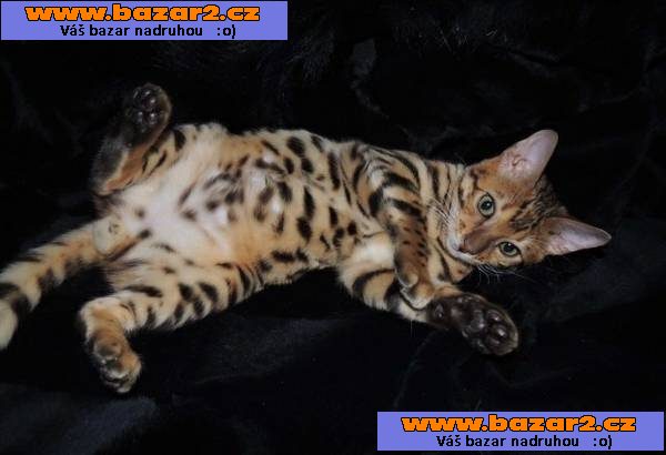 Roztomilé ohromující rozeté Bengal koťata k dispozici