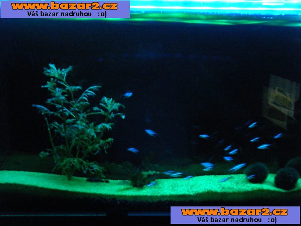 nastěnné akvarium