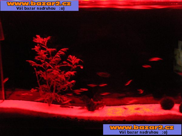 nastěnné akvarium