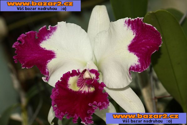 Orchideje (rod Cattleya) prodám