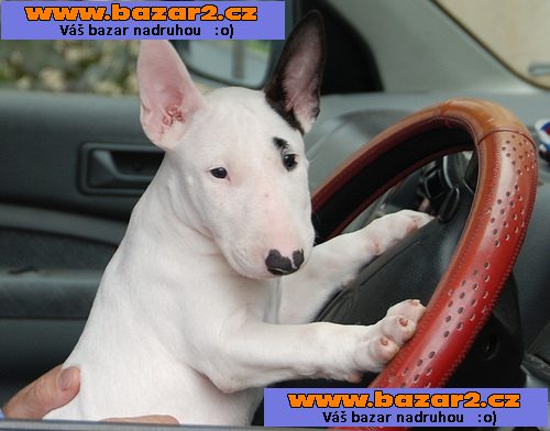 Mini Bulteriéra Stenata pro prodej 