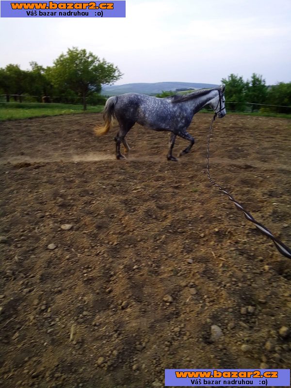 Polovicni pronajem kobylky