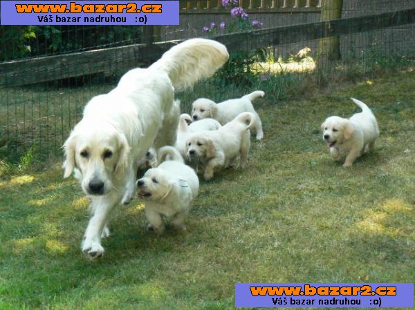 Golden retriever s PP - štěňata /zlatý retrívr/